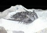 Spiny Leonaspis Trilobite - Morocco #57670-3